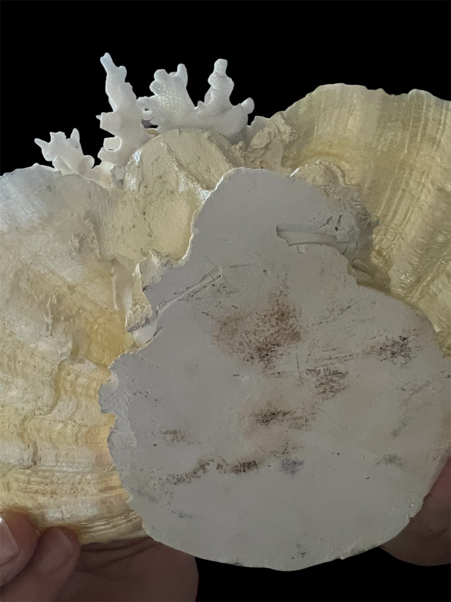 SOLD! JUST ARRIVED! 1950 Vintage Rare Mermaid Shell Dish So Perfect